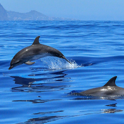 TRM pour vos animaux